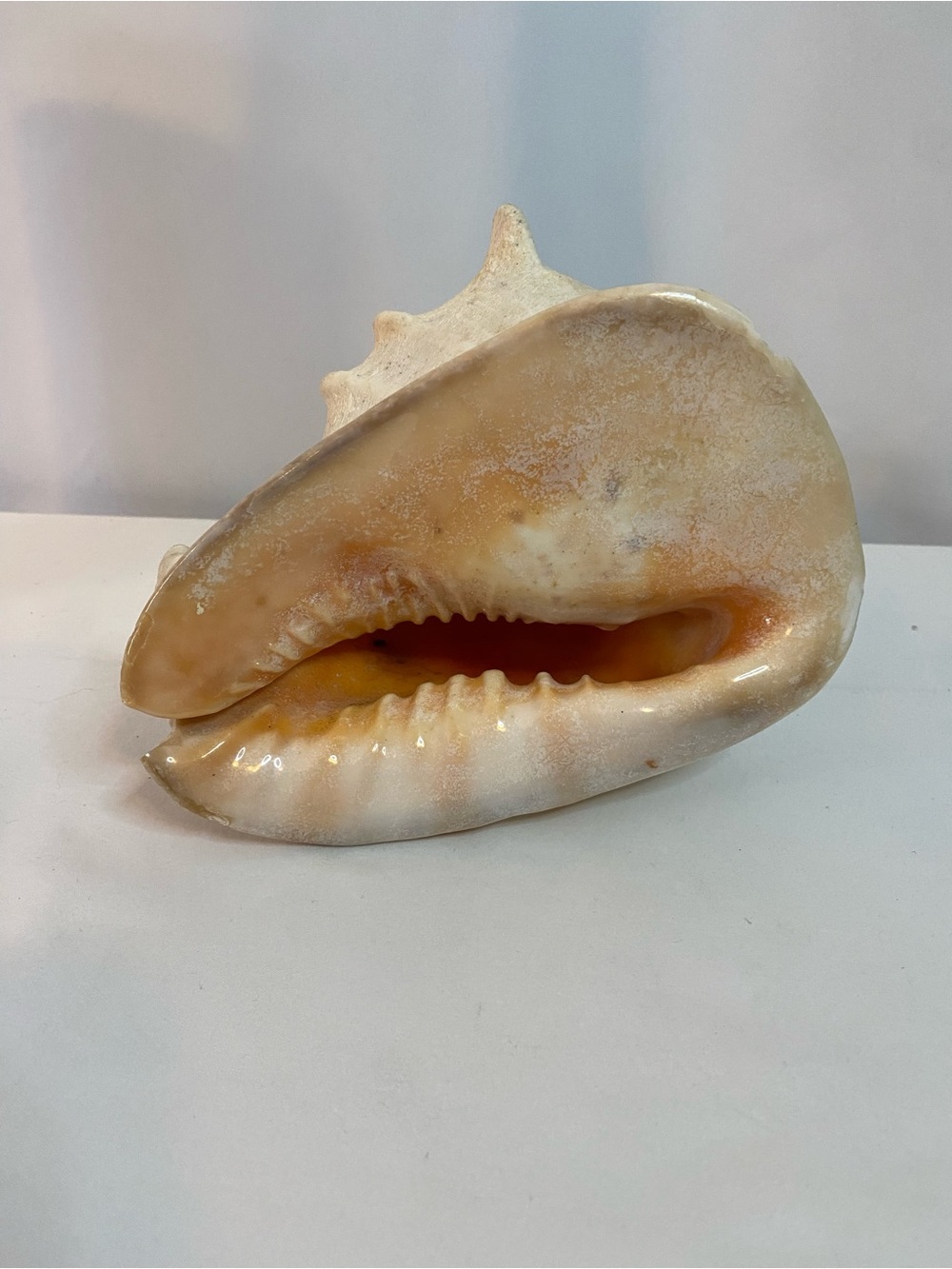 Large Conch Shell